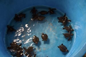 baby turtles in bucket