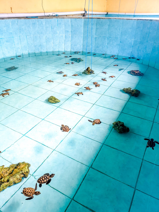 baby turtles in pool at nursery-