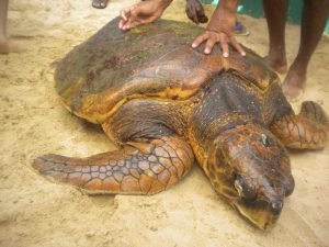 big turtle on Sri Lanka experience