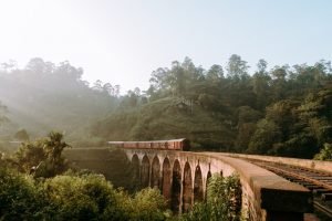brown-train-rail-surrounded-of-green-leaf-tree-