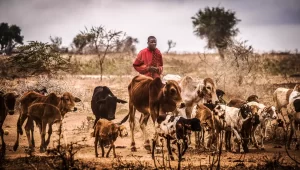 cattle-in-Tanzania