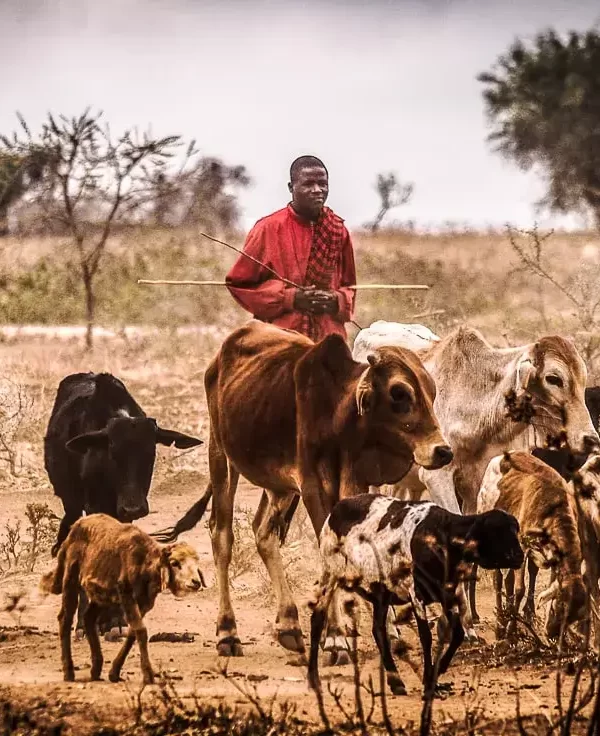 cattle-in-Tanzania