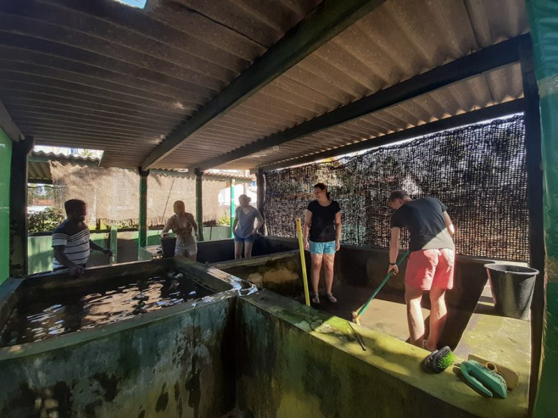 cleaning turtle tanks in Ambalangoda