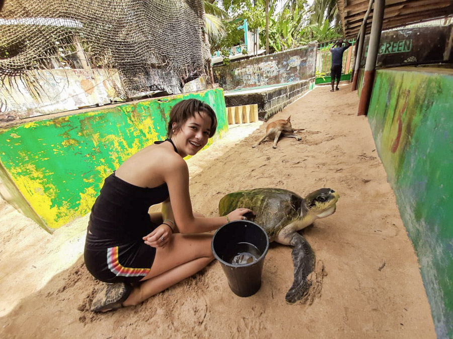 cleaning turtles in Sri Lanka