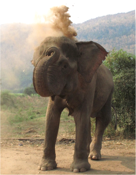 elephant blowing up dust from the ground