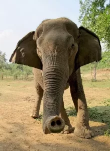 elephant-conservation-Thailand