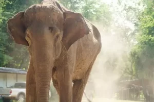 elephant-in-Thailand