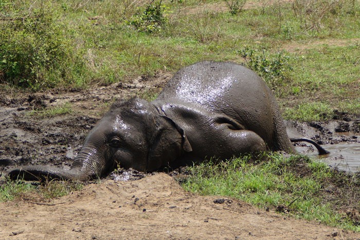 elephant rolling in mud