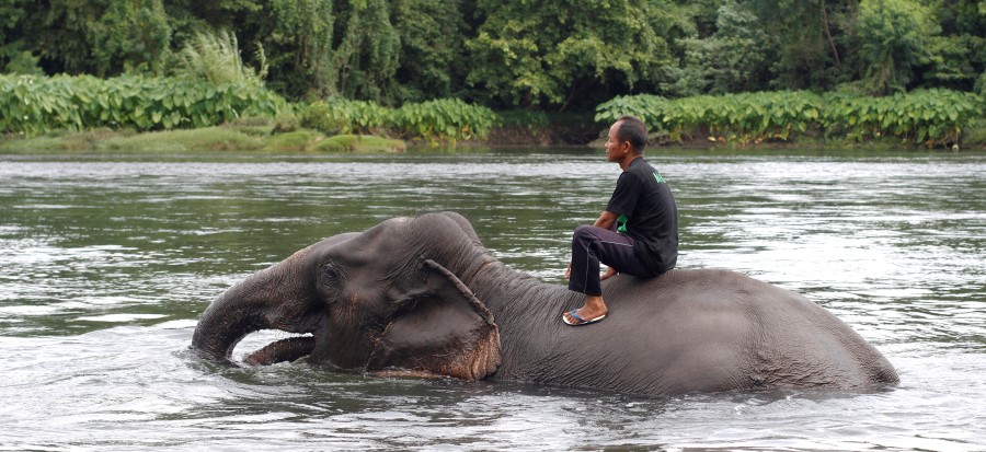 elephant swimming in river