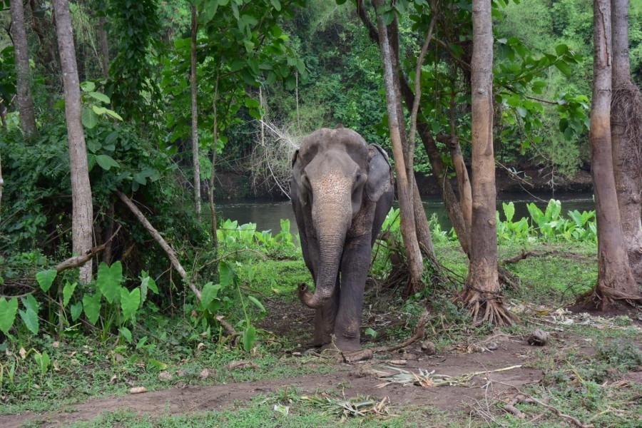 elephant walking through forest
