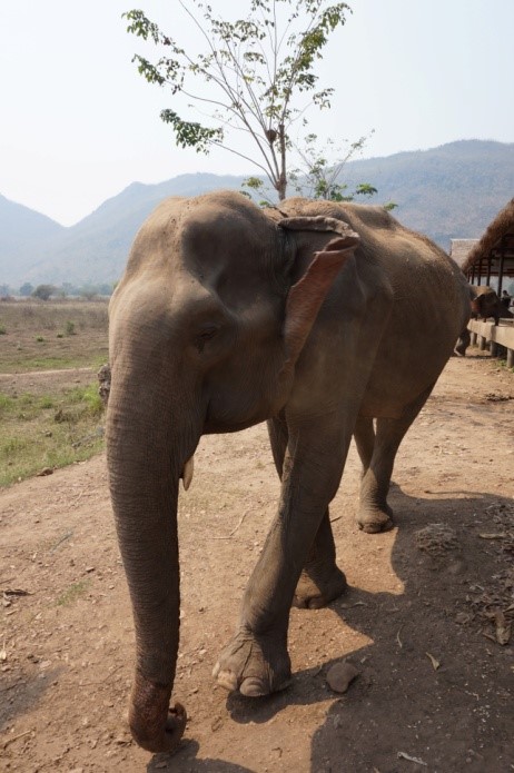 elephant walking through the santuary