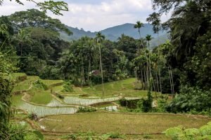 fields in Sri Lanka