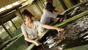 helping with the turtles in Sri Lanka