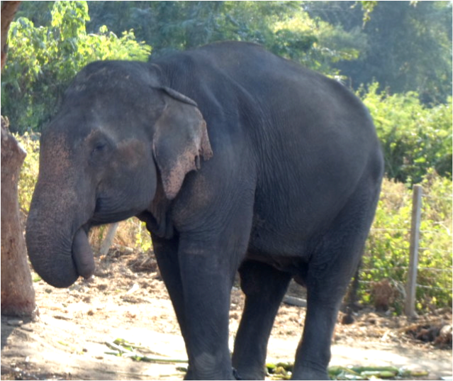 large elephant in Thailand sanctuary