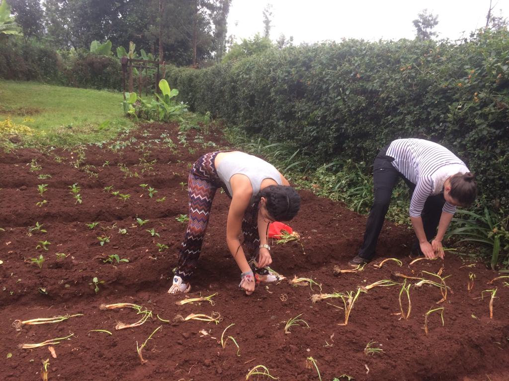 planting crops in Kenya