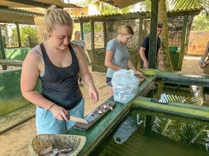preparing food for turtles