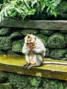 small monkey eating