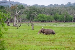 sri-lankan-elephant in wild