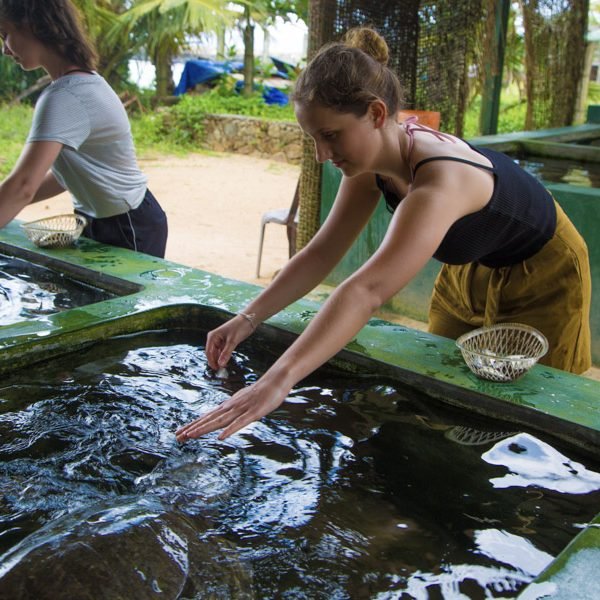 taking care of the turtles in the tanks