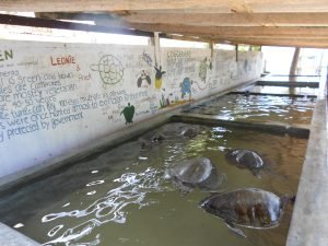 turtles in tanks, Sri Lanka