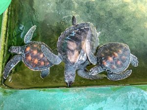 turtles in water