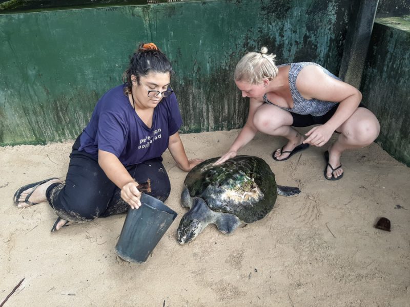 washing the turtles with IVI volunteers