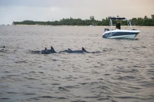 dolphins