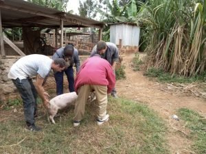 Checking on a sick pig