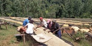 Drying coffee bean (2)