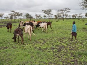 Maasai grazing their cattle (2)