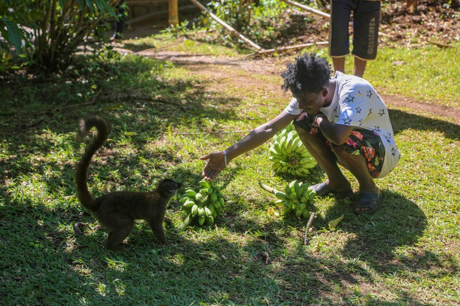 playing with the lemur