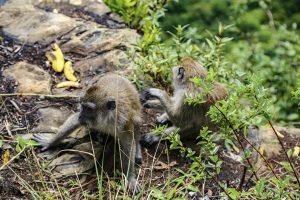 monkeys