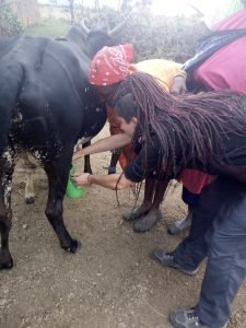 Milking the cows