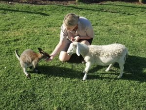feeding a wallabie