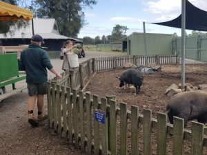 feeding the pigs