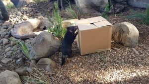 Newcastle wildlife project