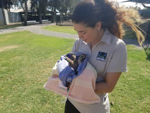 Newcastle wildlife volunteering