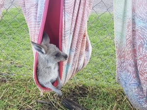 kangaroo in towel