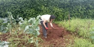 Organic farming - Bed preparation for planting - Diging (2)