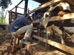 Participant milking a cow