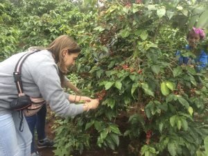 Picking coffee
