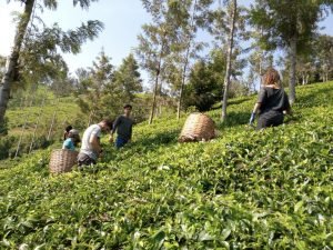 Picking tea