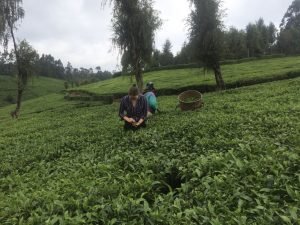 Picking tea
