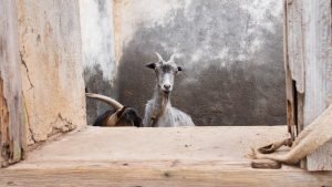 goat in Praia