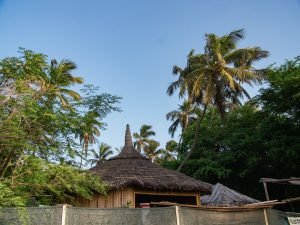 Turtle conservation project