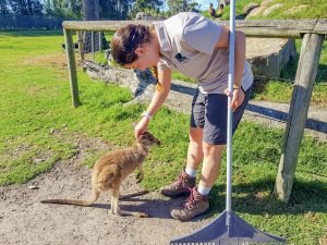 Wallaby saying hello-Newcastle