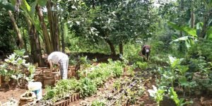 Weeding and mulching the vegetables (7)