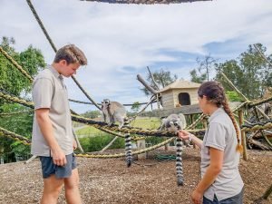 _ feeding lemurs- Newcastle animal sanctuary