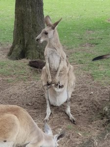 joey sitting in kangaroos pouch head first-Newcastle