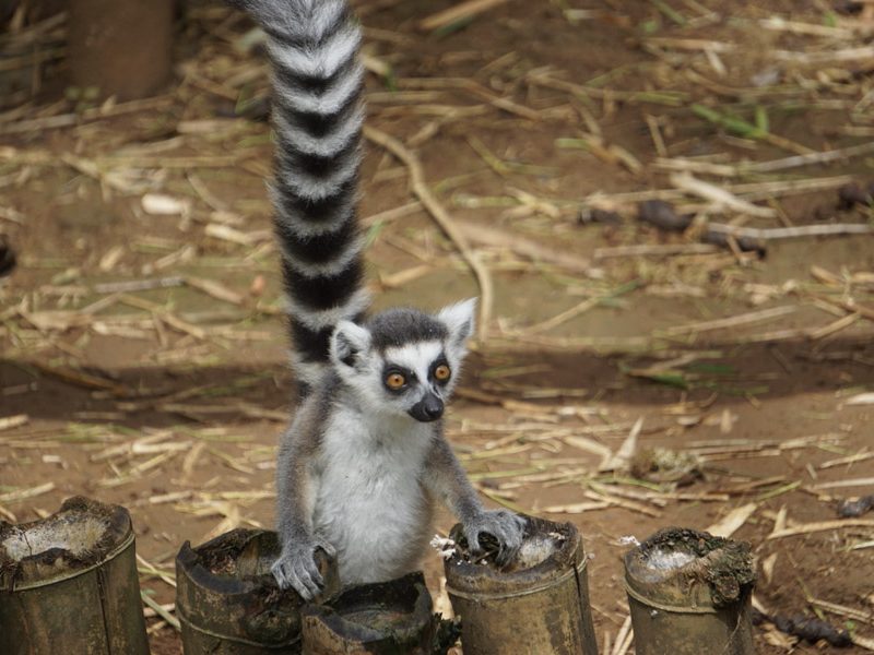 Madagascar - Lemurs Project